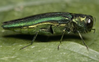 New Project to Use Drones for Emerald Ash Borer Research